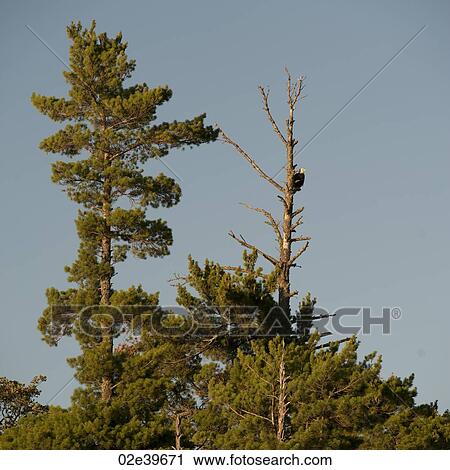 Trees along shoreline at Lake of the Woods, Ontario View Large Photo Image Stock Image - Trees along shoreline at Lake of the Woods, Ontario. Fotosearch