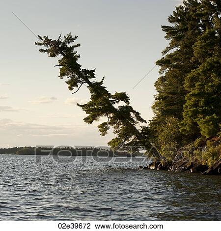 Trees along shoreline at Lake of the Woods, Ontario View Large Photo Image Stock Image - Trees along shoreline at Lake of the Woods, Ontario. Fotosearch