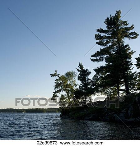Trees along shoreline at Lake of the Woods, Ontario View Large Photo Image Stock Image - Trees along shoreline at Lake of the Woods, Ontario. Fotosearch