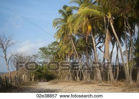 trees and palms astride a dirt road bounded by a rough fence View Large Photo Image Stock Photo - trees and palms astride a dirt road bounded by a rough fence. Fotosearch