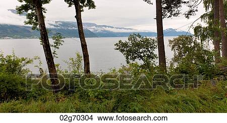 Trees at the lakeside, Hardangervidda, Hardanger, Norway View Large Photo Image Picture - Trees at the lakeside, Hardangervidda, Hardanger, Norway. Fotosearch