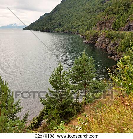 Trees at the riverside, Hardangervidda, Hardanger, Norway View Large Photo Image Stock Photo - Trees at the riverside, Hardangervidda, Hardanger, Norway. Fotosearch