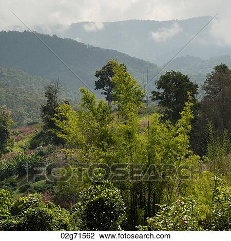 Trees in a forest, Chiang Dao, Chiang Mai Province, Thailand View Large Photo Image Stock Image - Trees in a forest, Chiang Dao, Chiang Mai Province, Thailand. Fotosearch