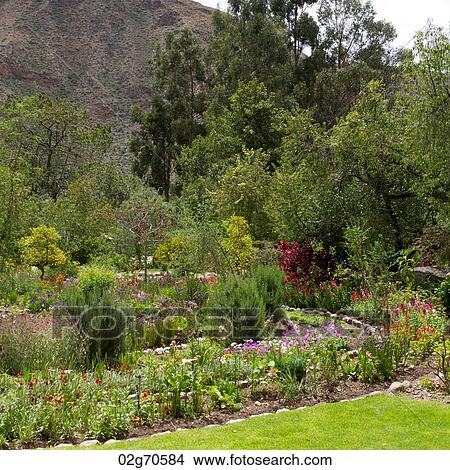 Trees in a garden of Willka Tika Guesthouse, Willka Tika, Sacred Valley, Cusco Region, Peru View Large Photo Image Picture - Trees in a garden of Willka Tika Guesthouse, Willka Tika, Sacred Valley, Cusco Region, Peru. Fotosearch