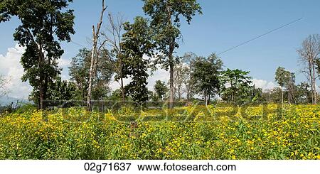 Stock Photo - Trees in a mustard field, Chiang Dao, Chiang Mai Province, Thailand. Fotosearch