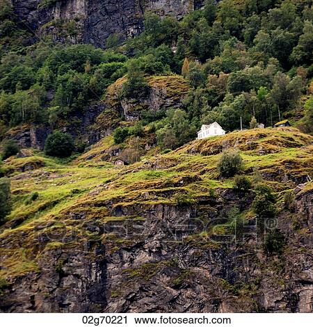 Trees on a mountain, Sognefjord, Norway View Large Photo Image Stock Image - Trees on a mountain, Sognefjord, Norway. Fotosearch