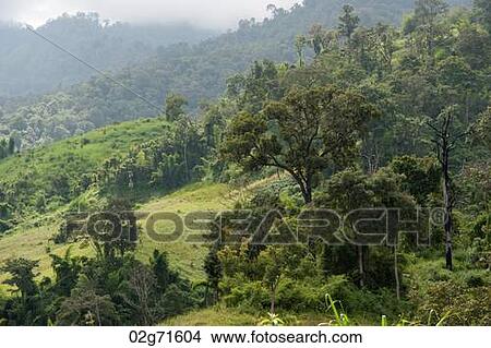 Trees on a mountain, Thailand View Large Photo Image Picture - Trees on a mountain, Thailand. Fotosearch