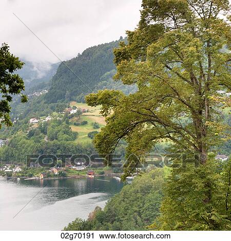 Trees with mountain range in the background, Hardangervidda, Hardanger, Norway View Large Photo Image Stock Image - Trees with mountain range in the background, Hardangervidda, Hardanger, Norway. Fotosearch