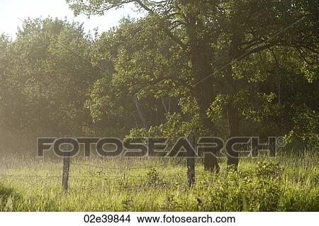 Picture - Trees with sunlight through mist at Lake of the Woods, Ontario. Fotosearch