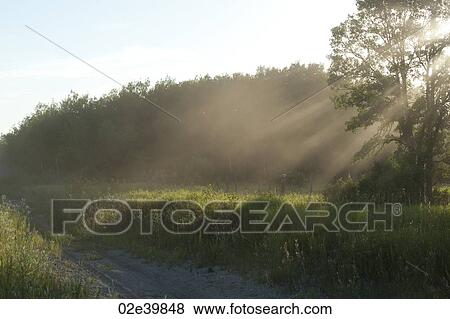 Trees with sunlight through mist at Lake of the Woods, Ontario View Large Photo Image Stock Photo - Trees with sunlight through mist at Lake of the Woods, Ontario. Fotosearch