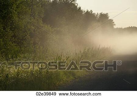 Trees with sunlight through mist at Lake of the Woods, Ontario View Large Photo Image Stock Photo - Trees with sunlight through mist at Lake of the Woods, Ontario. Fotosearch