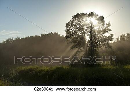Trees with sunlight through mist at Lake of the Woods, Ontario View Large Photo Image Stock Photography - Trees with sunlight through mist at Lake of the Woods, Ontario. Fotosearch