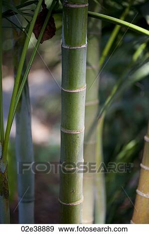Tropical green jungle bamboo stalks View Large Photo Image Stock Photo - Tropical green jungle bamboo stalks. Fotosearch