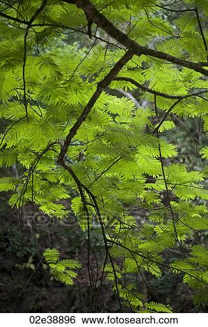 Tropical green jungle leaves View Large Photo Image Stock Photograph - Tropical green jungle leaves . Fotosearch