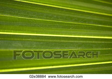 Picture - Tropical green palm leaf closeup. Fotosearch