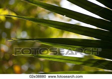Tropical green pointed palm fronds View Large Photo Image Stock Image - Tropical green pointed palm fronds. Fotosearch