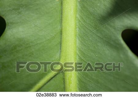 Tropical green succulent jungle leaf View Large Photo Image Stock Image - Tropical green succulent jungle leaf. Fotosearch