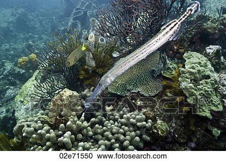 Stock Image - Trumpetfish (Aulostomus Maculatus). Fotosearch