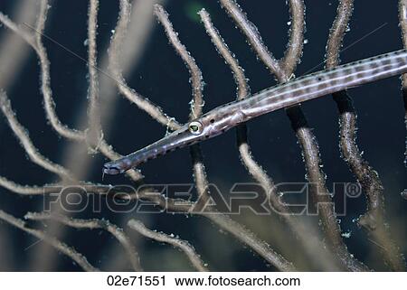 Trumpetfish (Aulostomus Maculatus) View Large Photo Image Stock Image - Trumpetfish (Aulostomus Maculatus). Fotosearch
