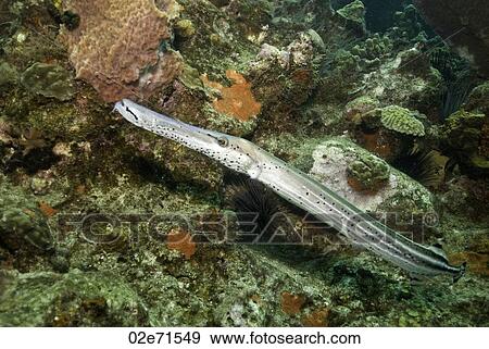 Trumpetfish View Large Photo Image Stock Photo - Trumpetfish. Fotosearch