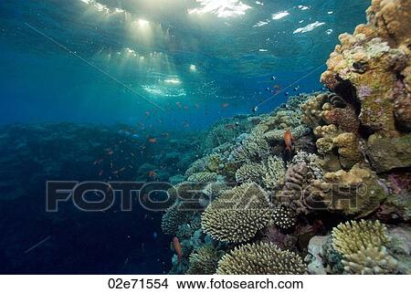 Twilight Reef View Large Photo Image Picture - Twilight Reef. Fotosearch