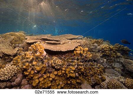 Twilight Reef View Large Photo Image Stock Photography - Twilight Reef. Fotosearch