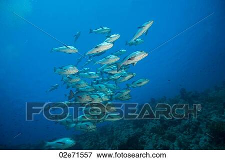 Twinspot Snappers (Lutjanus Bohar) View Large Photo Image Stock Photo - Twinspot Snappers (Lutjanus Bohar). Fotosearch