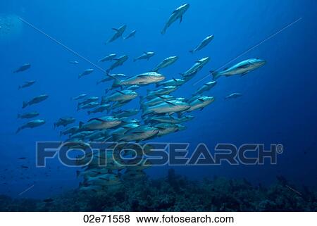 Twinspot Snappers (Lutjanus Bohar) View Large Photo Image Stock Photo - Twinspot Snappers (Lutjanus Bohar). Fotosearch