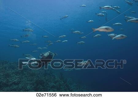 Twinspot Snappers View Large Photo Image Stock Photograph - Twinspot Snappers. Fotosearch