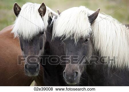 Two brown Icelandic horse with white manes View Large Photo Image Stock Photo - Two brown Icelandic horse with white manes. Fotosearch