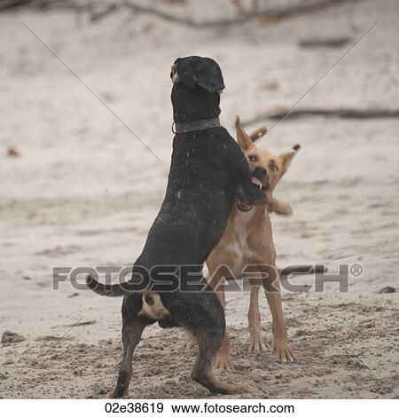 Two dogs fighting on the beach in Costa Rica View Large Photo Image Stock Photo - Two dogs fighting on the beach in Costa Rica. Fotosearch