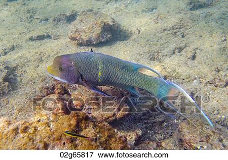 Two fish swimming underwater, Bartolome Island, Galapagos Islands, Ecuador View Large Photo Image Stock Photo - Two fish swimming underwater, Bartolome Island, Galapagos Islands, Ecuador. Fotosearch