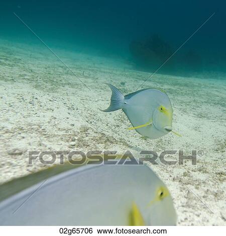 Two fish swimming underwater, Santa Cruz Island, Galapagos Islands, Ecuador View Large Photo Image Stock Photograph - Two fish swimming underwater, Santa Cruz Island, Galapagos Islands, Ecuador. Fotosearch