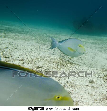 Stock Photography - Two fish swimming underwater, Santa Cruz Island, Galapagos Islands, Ecuador. Fotosearch