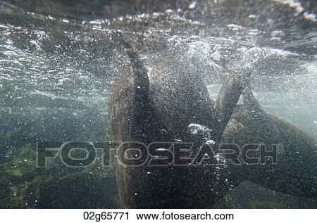 Two Galapagos sea lion (Zalophus californianus wollebacki) swimming underwater, Darwin Bay, Genovesa Island, Galapagos Islands, Ecuador View Large Photo Image Stock Image - Two Galapagos sea lion (Zalophus californianus wollebacki) swimming underwater, Darwin Bay, Genovesa Island, Galapagos Islands, Ecuador. Fotosearch