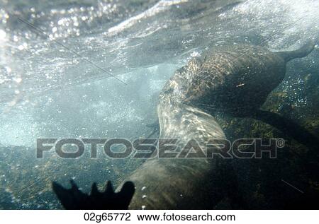 Two Galapagos sea lion (Zalophus californianus wollebacki) swimming underwater, Darwin Bay, Genovesa Island, Galapagos Islands, Ecuador View Large Photo Image Stock Image - Two Galapagos sea lion (Zalophus californianus wollebacki) swimming underwater, Darwin Bay, Genovesa Island, Galapagos Islands, Ecuador. Fotosearch