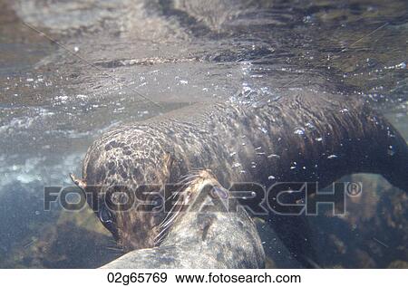 Two Galapagos sea lion (Zalophus californianus wollebacki) swimming underwater, Darwin Bay, Genovesa Island, Galapagos Islands, Ecuador View Large Photo Image Stock Photo - Two Galapagos sea lion (Zalophus californianus wollebacki) swimming underwater, Darwin Bay, Genovesa Island, Galapagos Islands, Ecuador. Fotosearch
