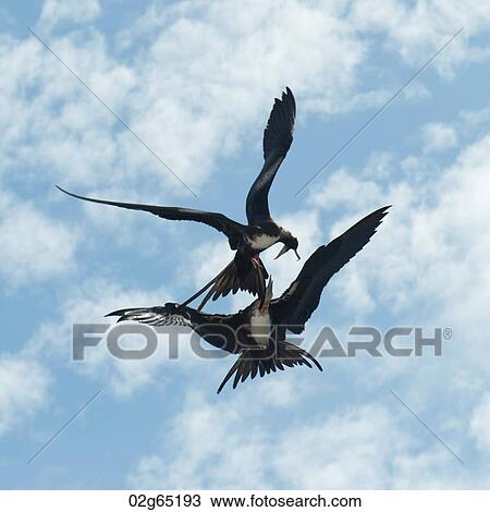 Two Great frigatebirds (Fregata minor) fighting in the sky, Genovesa Island, Galapagos Islands, Ecuador View Large Photo Image Stock Image - Two Great frigatebirds (Fregata minor) fighting in the sky, Genovesa Island, Galapagos Islands, Ecuador. Fotosearch