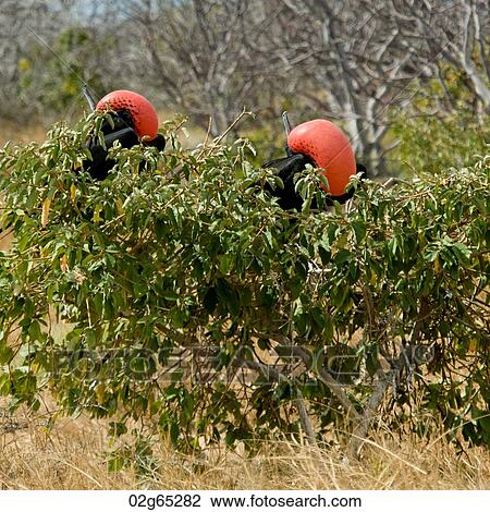 Two Great frigatebirds (Fregata minor) perching on a tree branch, North Seymour Island, Galapagos Islands, Ecuador View Large Photo Image Stock Image - Two Great frigatebirds (Fregata minor) perching on a tree branch, North Seymour Island, Galapagos Islands, Ecuador. Fotosearch