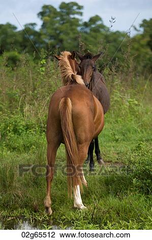 Stock Image - Two horses in a field, Santa Cruz Island, Galapagos Islands, Ecuador. Fotosearch