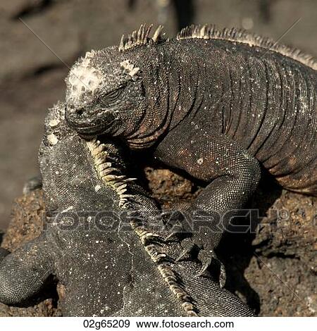Two Marine iguanas (Amblyrhynchus cristatus), Punta Espinoza, Fernandina Island, Galapagos Islands, Ecuador View Large Photo Image Stock Photo - Two Marine iguanas (Amblyrhynchus cristatus), Punta Espinoza, Fernandina Island, Galapagos Islands, Ecuador. Fotosearch