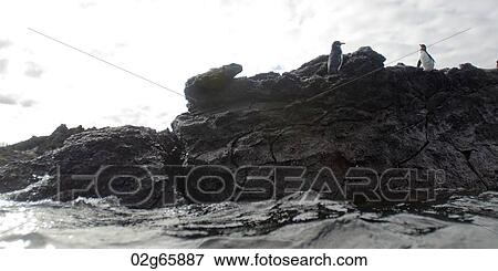 Two penguins on a rock, Puerto Egas, Santiago Island, Galapagos Islands, Ecuador View Large Photo Image Stock Photo - Two penguins on a rock, Puerto Egas, Santiago Island, Galapagos Islands, Ecuador. Fotosearch