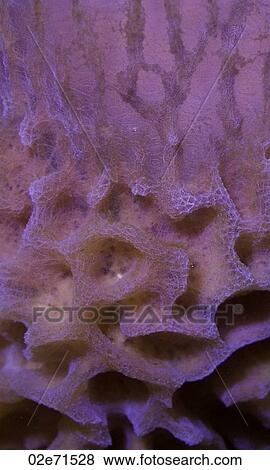 Underwater photography, coral View Large Photo Image Stock Photo - Underwater photography, coral. Fotosearch