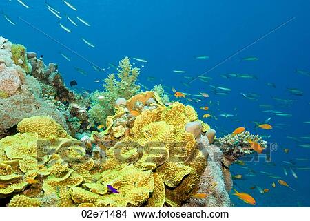Picture - Underwater photography, fish. Fotosearch