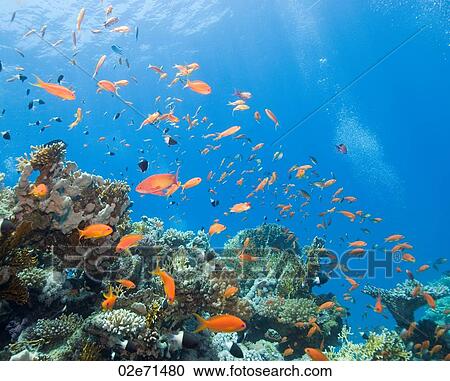 Underwater photography, fish View Large Photo Image Stock Image - Underwater photography, fish. Fotosearch