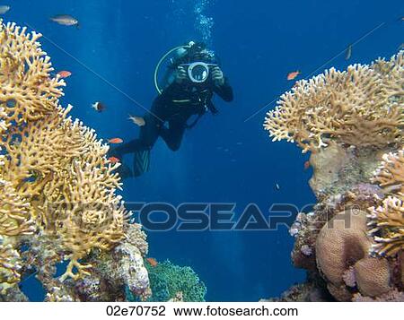 Stock Image - Underwater photography, scuba diver. Fotosearch