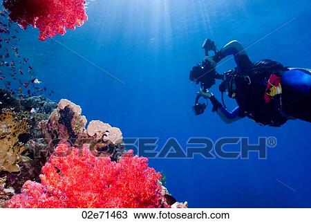 Underwater photography, scuba diver View Large Photo Image Stock Image - Underwater photography, scuba diver. Fotosearch