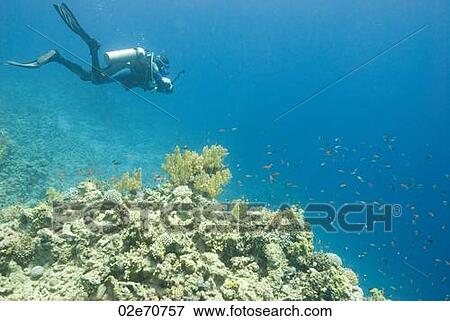 Stock Photo - Underwater photography, scuba diver. Fotosearch