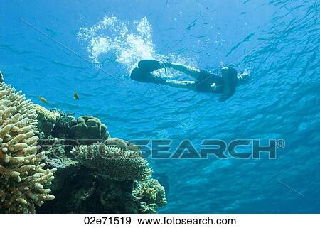 Stock Photo - Underwater photography, scuba diver. Fotosearch