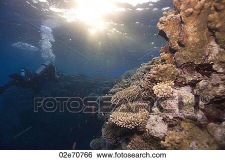 Underwater photography, scuba diver View Large Photo Image Stock Photograph - Underwater photography, scuba diver. Fotosearch
